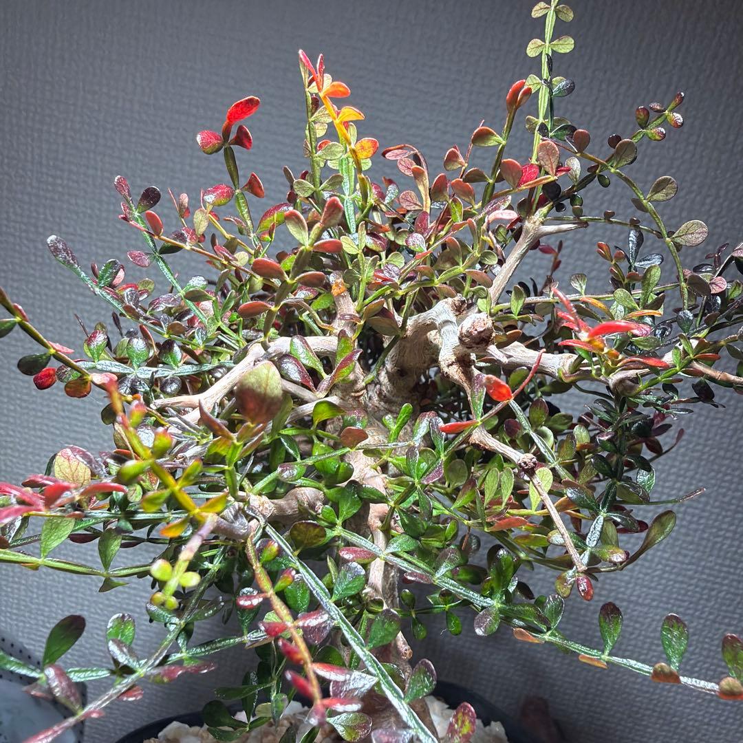 12/4更新　オペルクリカリアパキプス　実生6年目　パキプス　塊根植物　鉢ごと