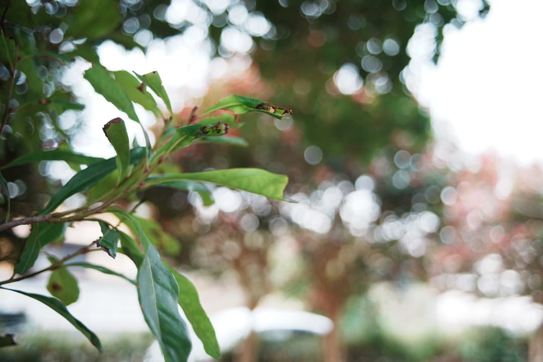 【極美品】動作◎ Canon New FD 28mm F2.8 356