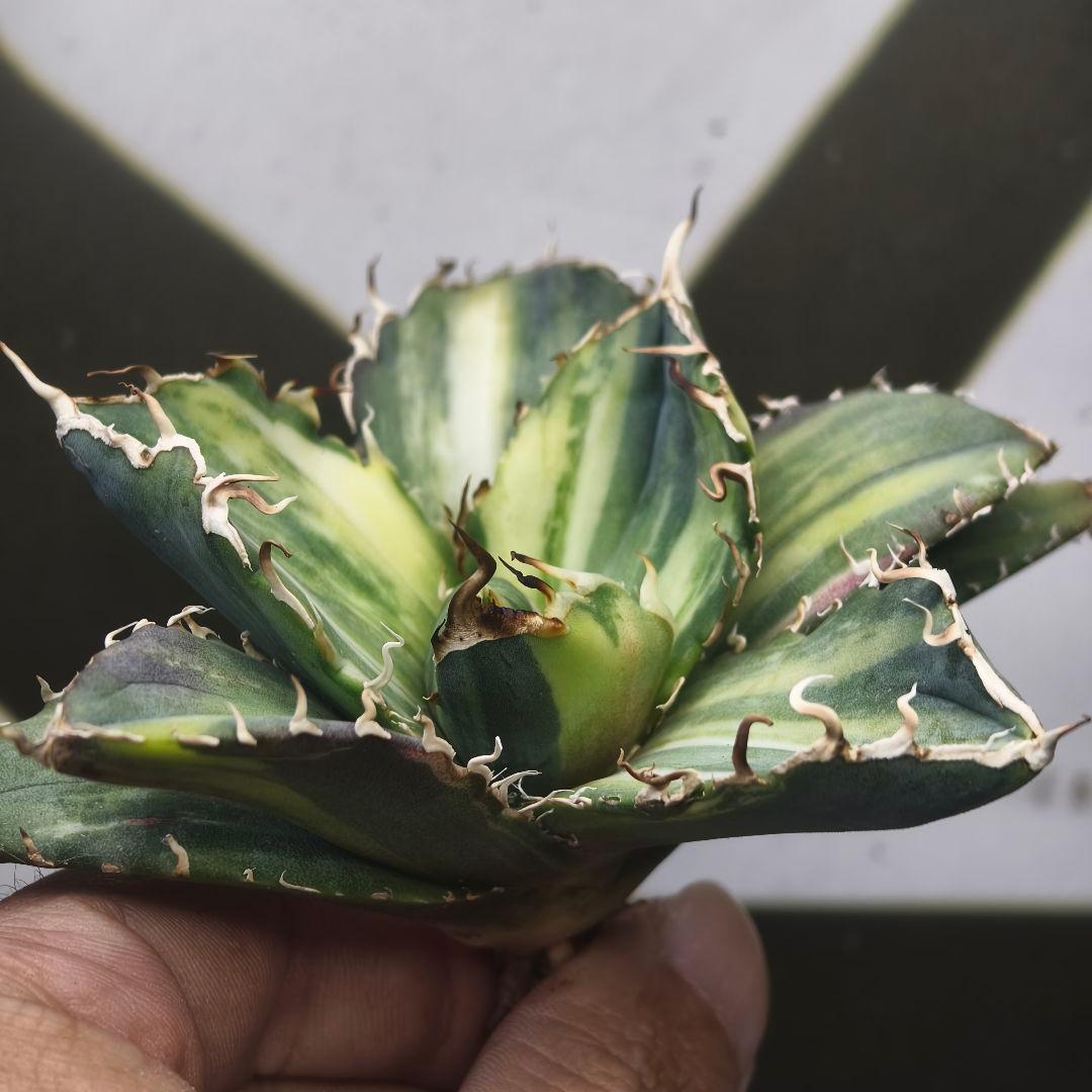 929【上澳園芸】 アガベ チタノタ 白鯨錦（永久斑） 縞斑錦