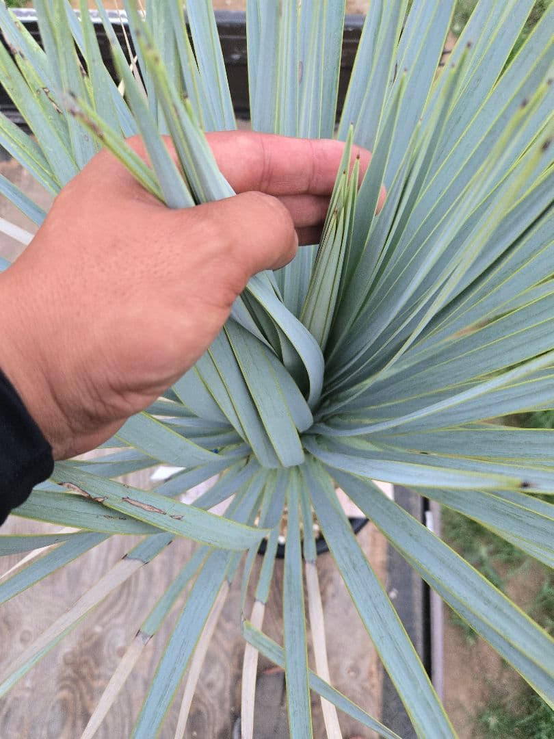 ハイブリッドユッカ　マルデヌベスvarロスト　発根済み株