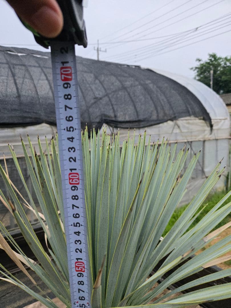 ハイブリッドユッカ　マルデヌベスvarロスト　発根済み株