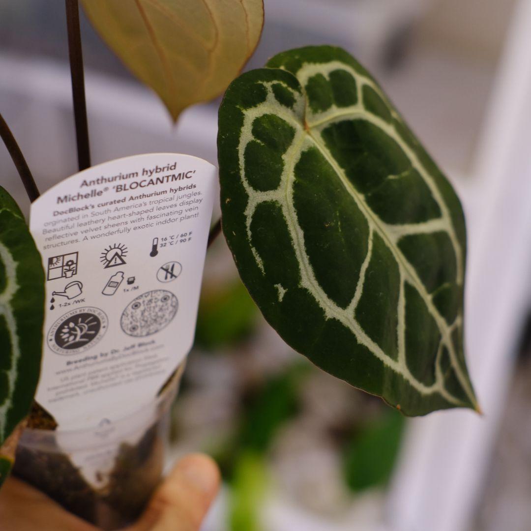 【正規タグ】Anthurium 'Michelle' /アンスリウム・ミシェル⑥