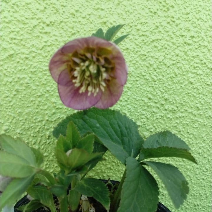 クリスマスローズセミダブル 加藤農園。開花株。登録品種。NO1