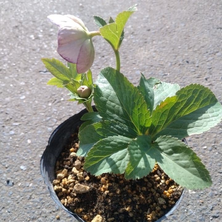 クリスマスローズセミダブル 加藤農園。開花株。登録品種。NO1