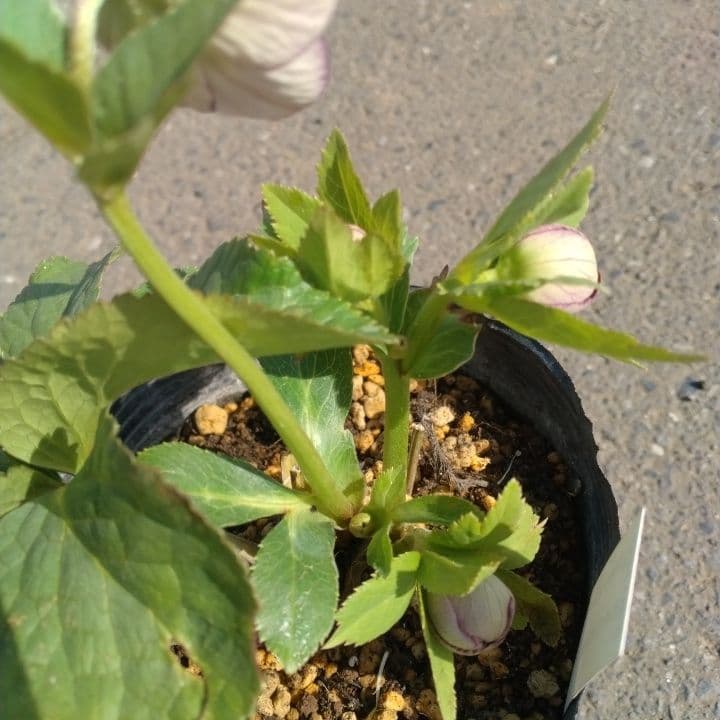 クリスマスローズセミダブル 加藤農園。開花株。登録品種。NO1