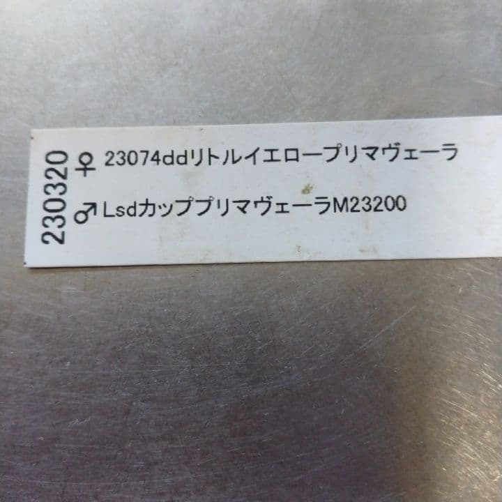 クリスマスローズセミダブル 加藤農園。開花株。登録品種。NO1