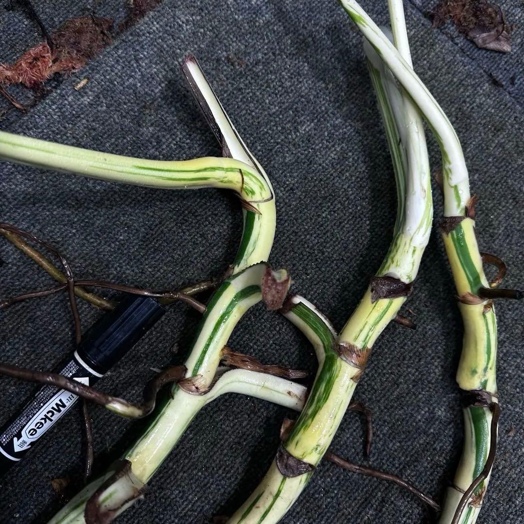 さ**様 斑入りモンステラホワイトタイガー大茎3株おまとめ
