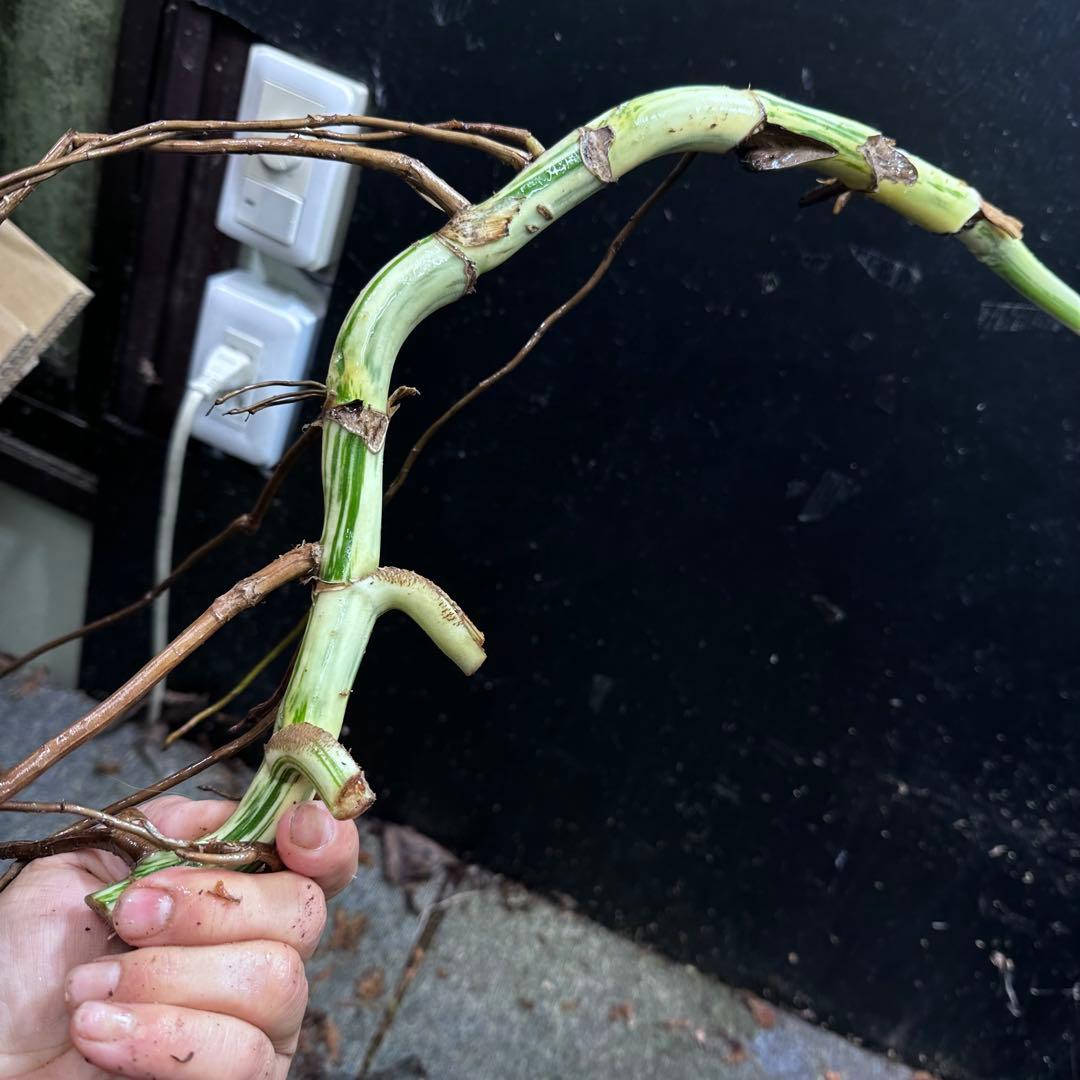 さ**様 斑入りモンステラホワイトタイガー大茎3株おまとめ