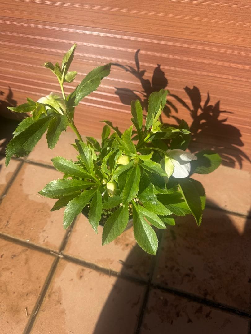 【未株分】若泉ファーム クリスマスローズ セミダブル