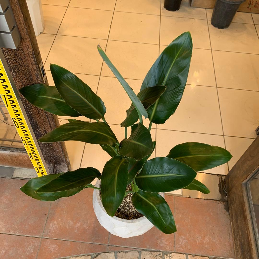 専用　鉢変更（12枚目）ストレリチア レギネ ファイバー鉢 お皿付き