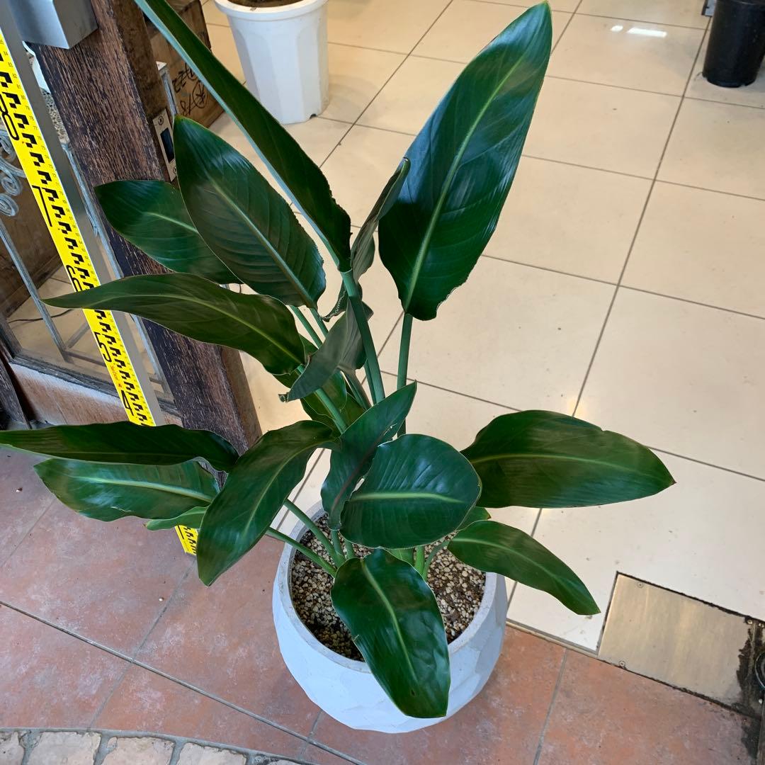 専用　鉢変更（12枚目）ストレリチア レギネ ファイバー鉢 お皿付き