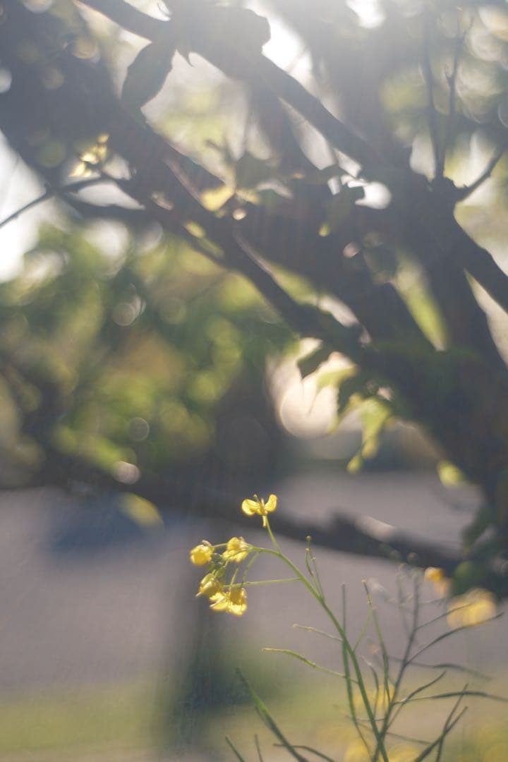 Meyer-Optik Görlitz Primoplan 58mm f1.9