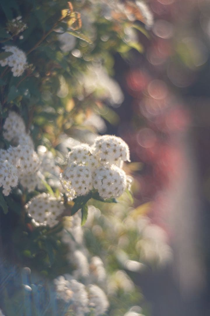 Meyer-Optik Görlitz Primoplan 58mm f1.9