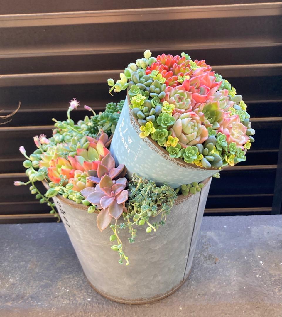 多肉植物　寄せ植え　2段