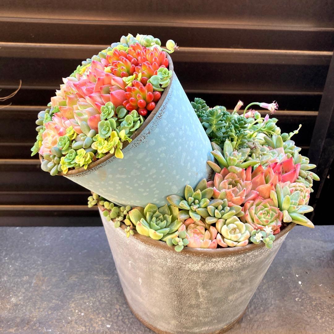 多肉植物　寄せ植え　2段