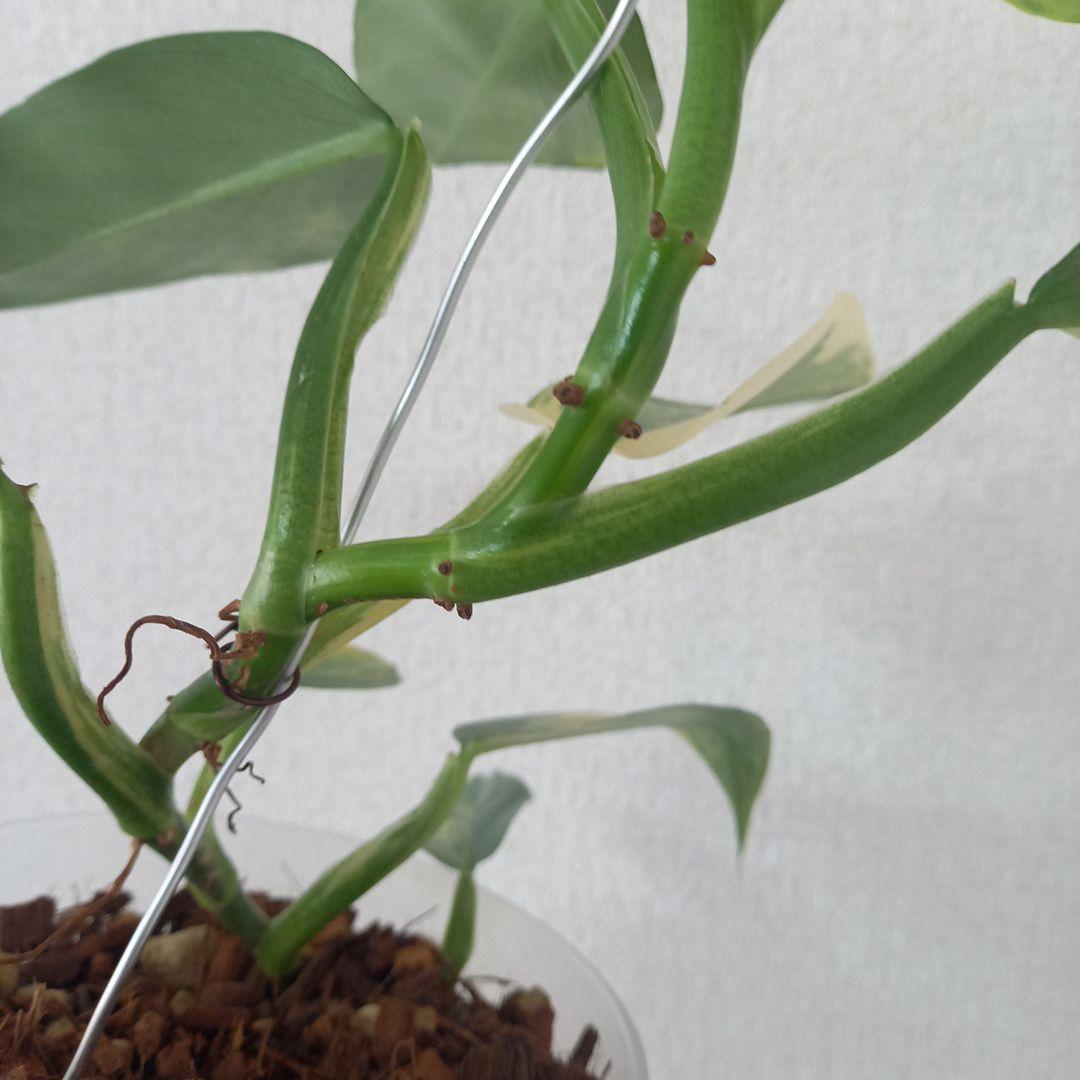 超希少 フィロデンドロン　シルバーソード斑入 (ハスタータム斑入)