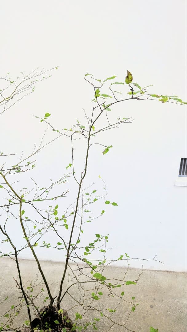 秀。。山採りアオハダ。