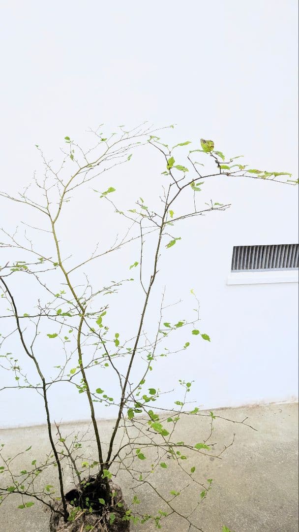 秀。。山採りアオハダ。