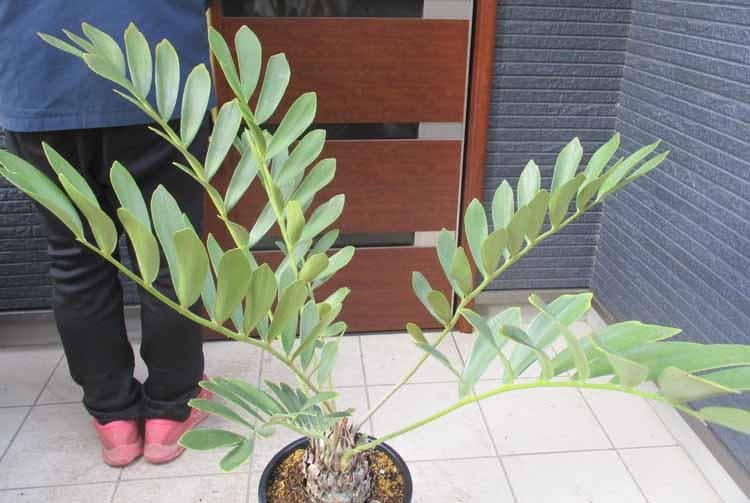 【現品】良株　ザミア(メキシコソテツ・メキシコ蘇鉄・ザミアソテツ)9号　A9番