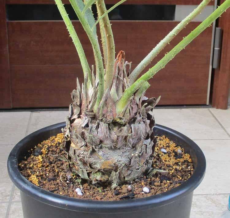 【現品】良株　ザミア(メキシコソテツ・メキシコ蘇鉄・ザミアソテツ)9号　A9番