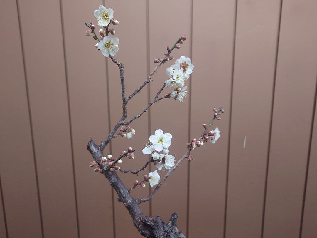 盆栽　野梅　樹高60cm