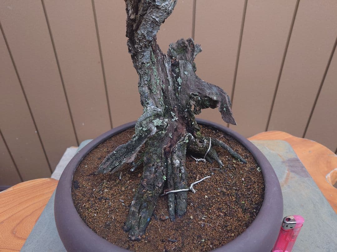 盆栽　野梅　樹高60cm