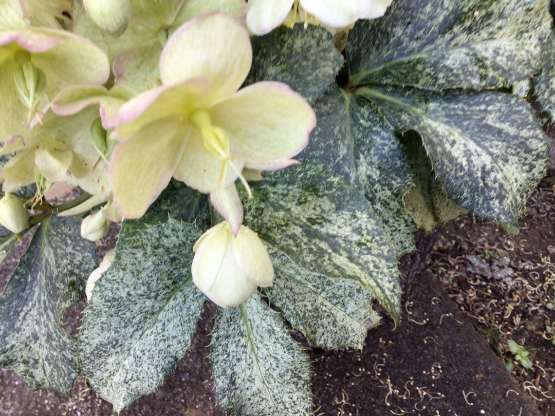 ① 定価の5000円引きでの販売‼︎ 5年物のクリスマスローズ・スノーフィーバー