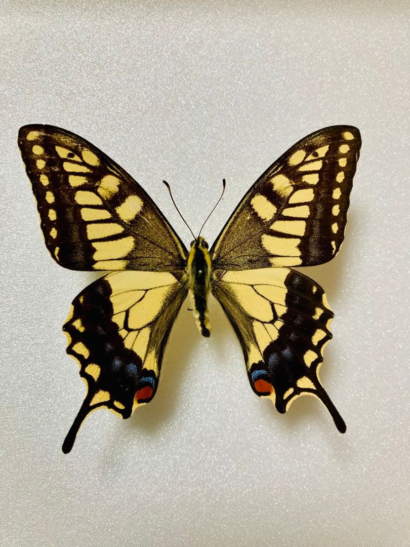 【1ペア】黒化タイプ、キアゲハ（愛知県産）