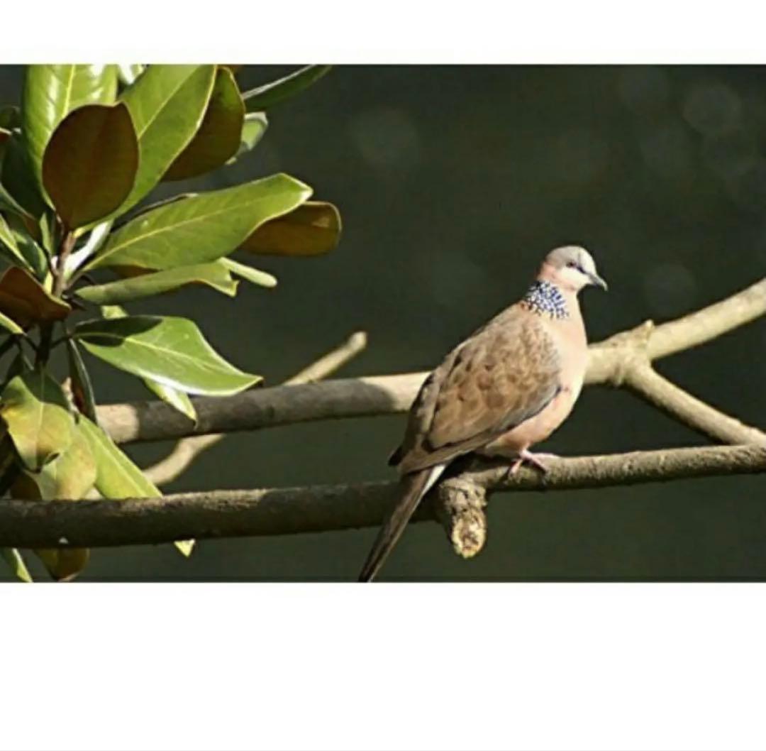 Canon一眼レフ用ズームレンズ！初心者サポート！袋付き！即決OK アダプター付