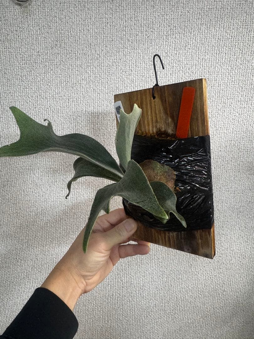 P. vellii ベリー　ビカクシダ　子株　oc株