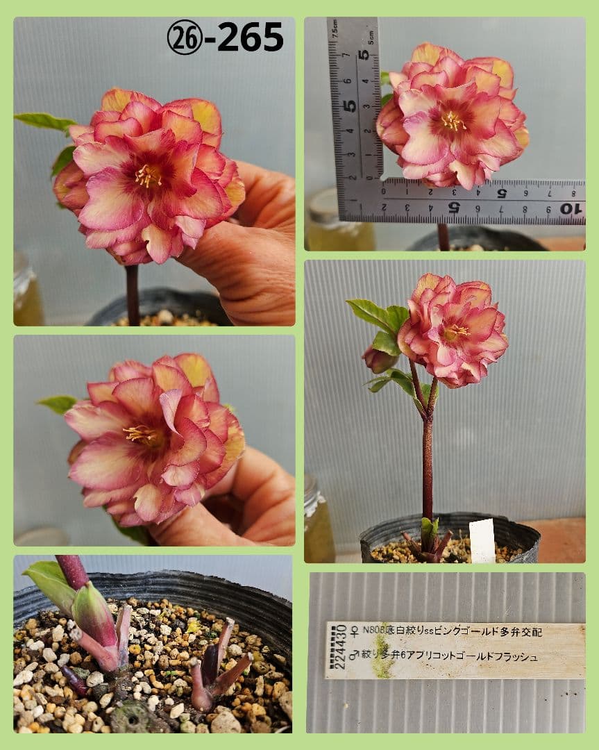 しろくま様ご購入苗㉖-200㉖-265クリスマスローズ