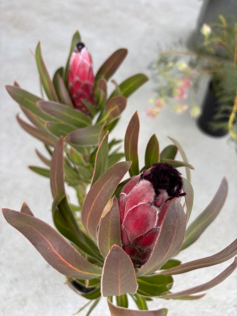 プロテア　オーストラリスルビー　2