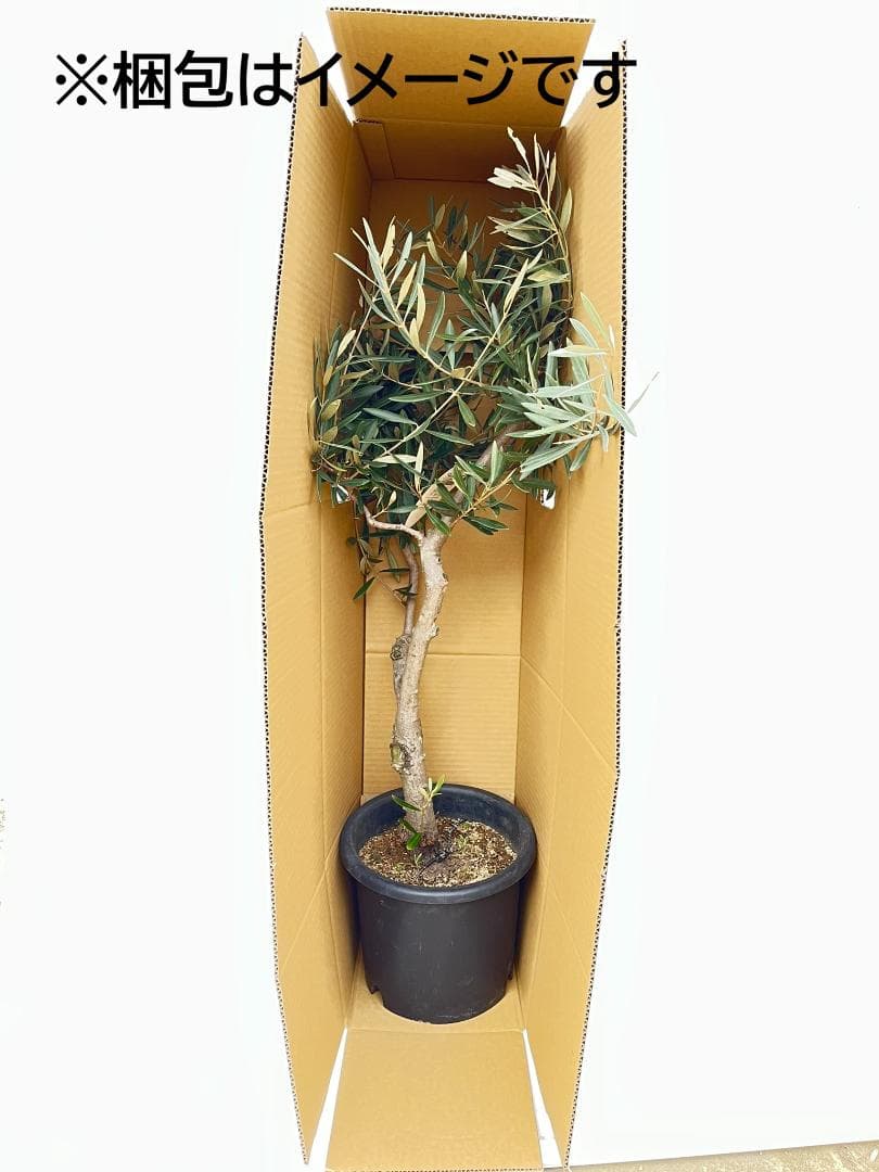 オリーブの木　ピクアル　8号　約160cm　NO.865　人気品種　現品掲載