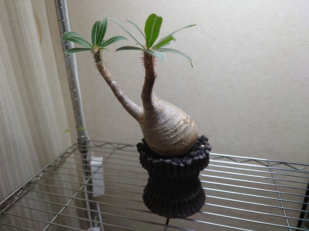 パキポディウム　グラキリス　発根済み