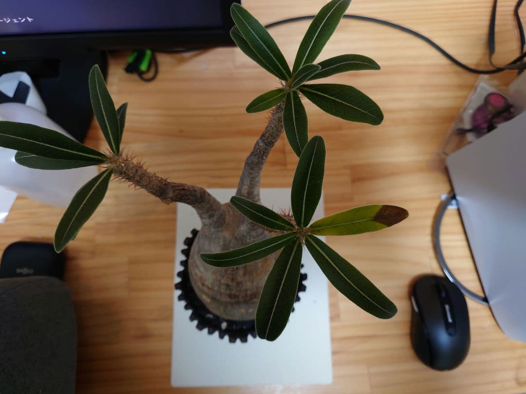 パキポディウム　グラキリス　発根済み