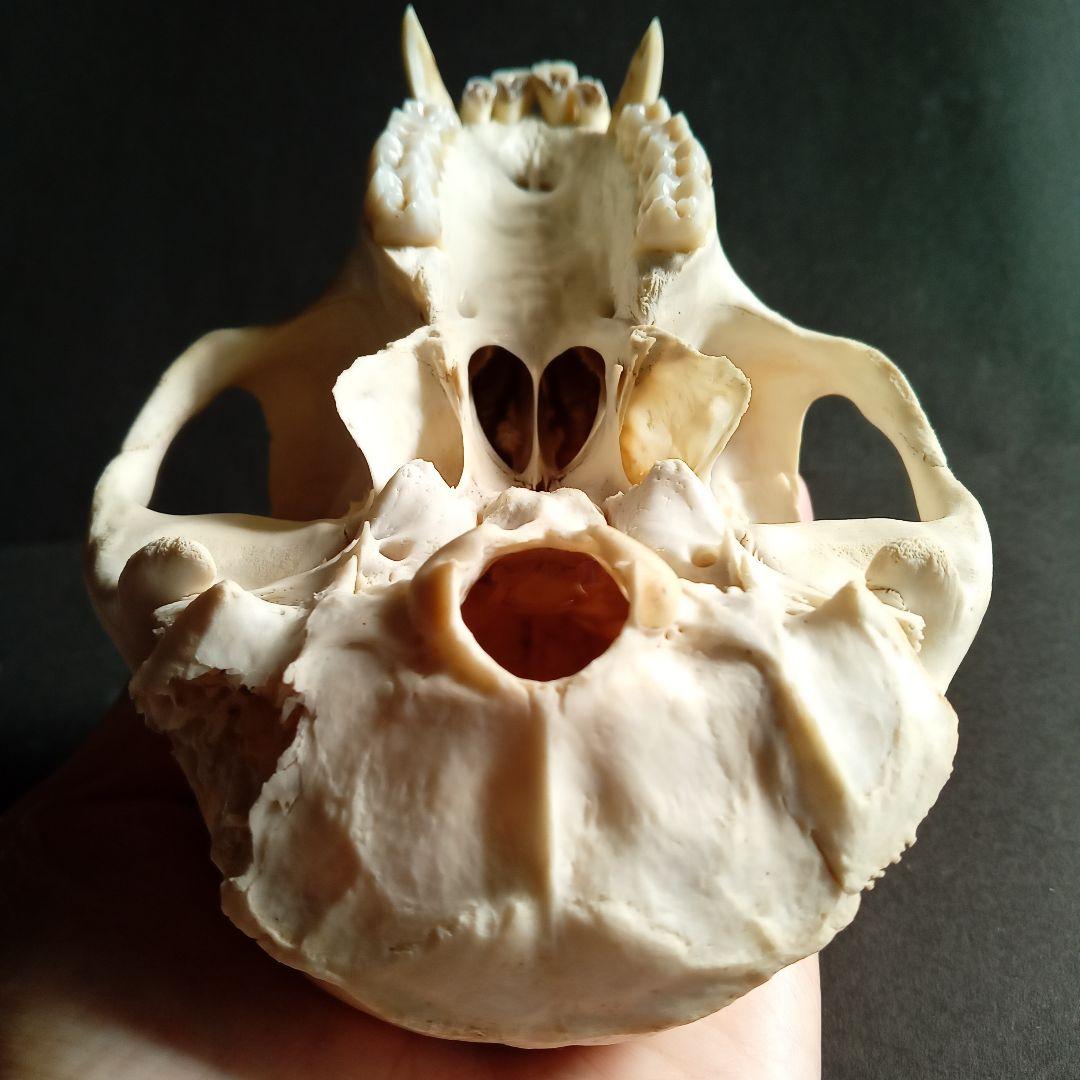 骨格標本　頭骨　ニホンザル　霊長類　スカル