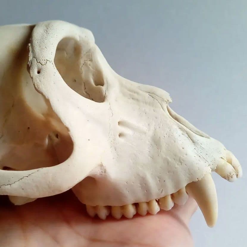 骨格標本　頭骨　ニホンザル　霊長類　スカル