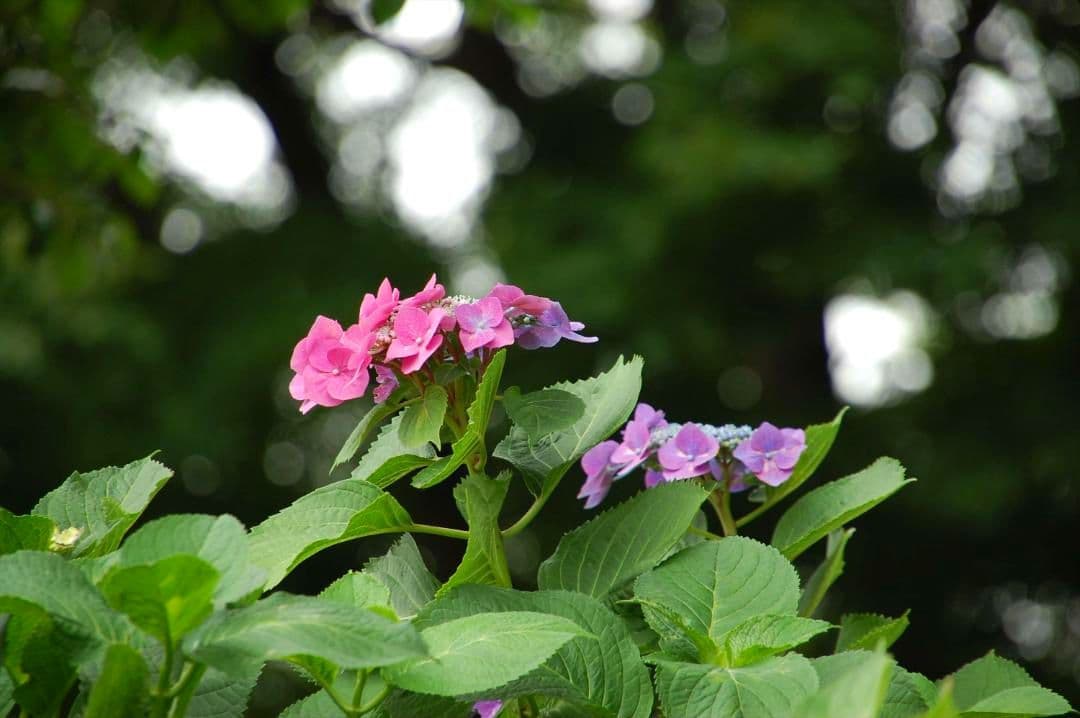 タムロン18-270mmF3.5-6.3DiII VCLD (B003ニコン)