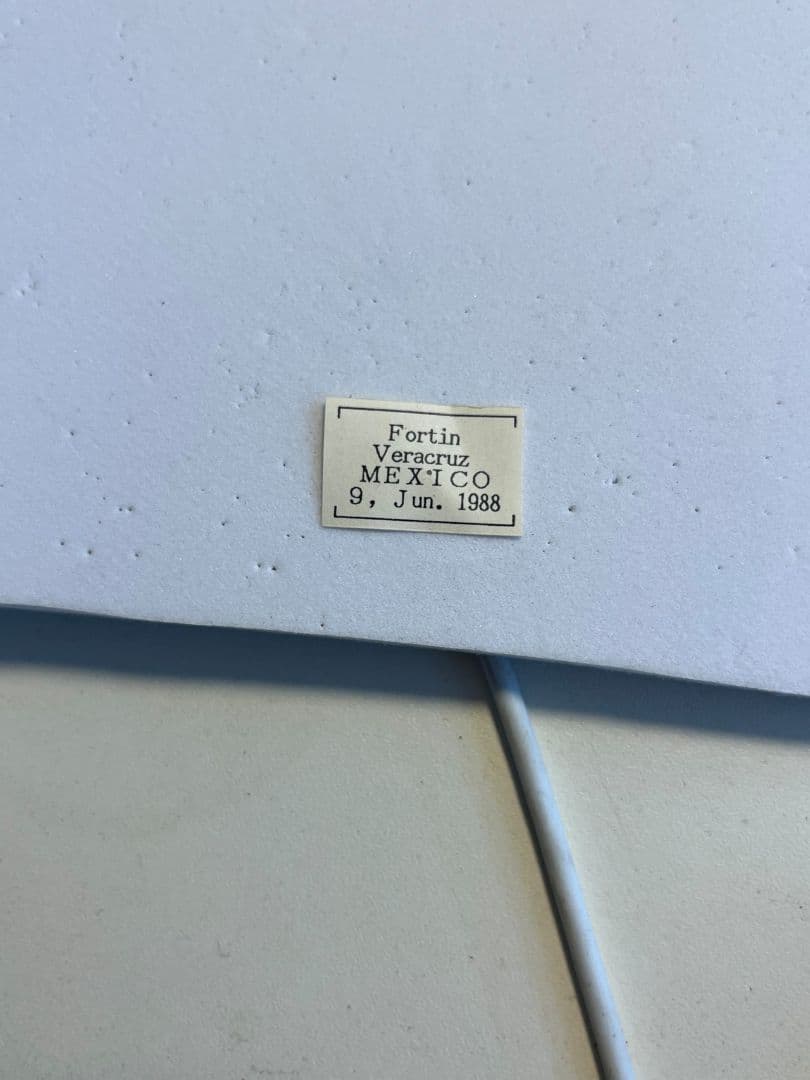 【年代物】オオアゴヘビトンボ 産 奇蟲 タランチュラ ムカデ 標本 昆虫標本蜻蛉