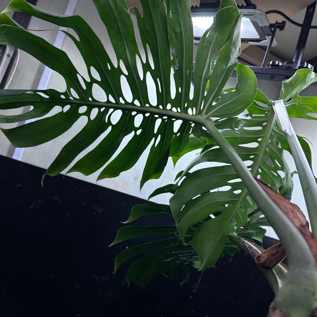 モンステラデリシオーサマクロコズム超希少系統鉢植え74㎝レア