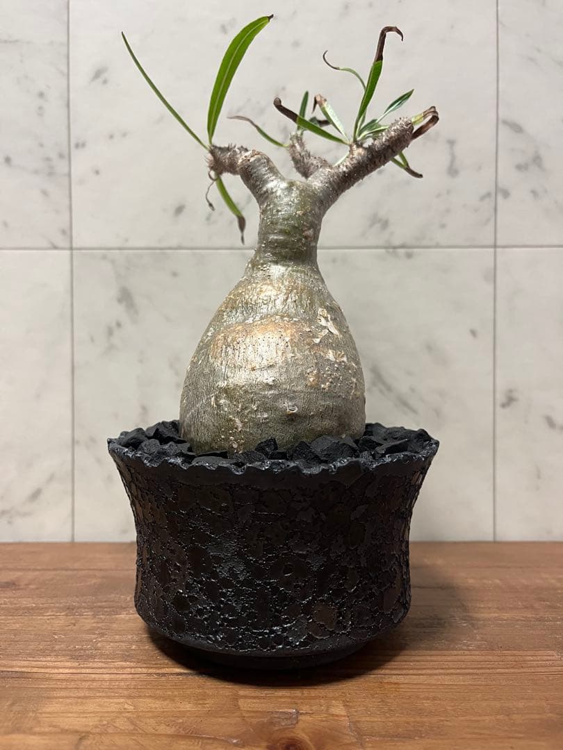 パキポディウム グラキリス 変態株