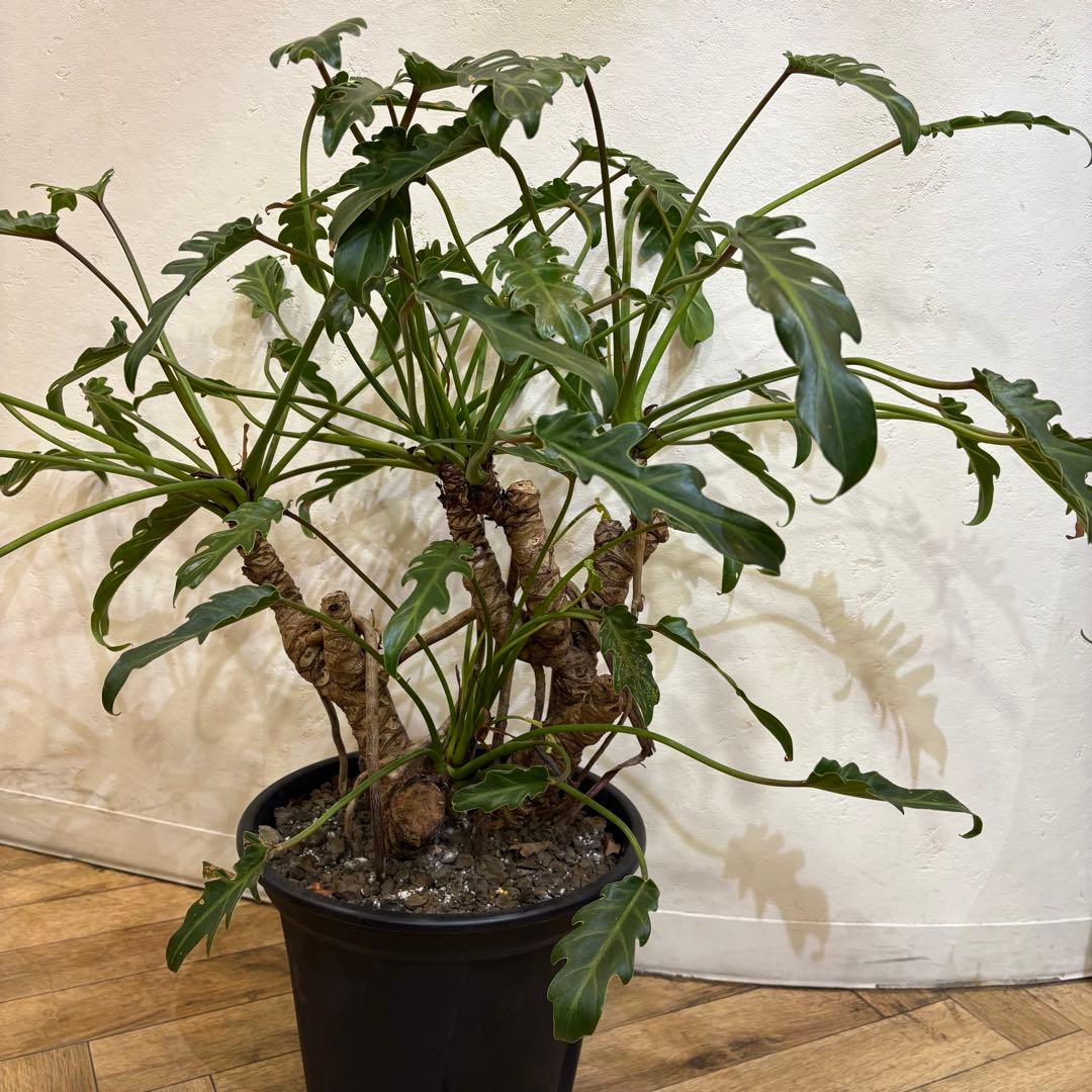 【大株美形】フィロデンドロン　クッカバラ　根上がり
