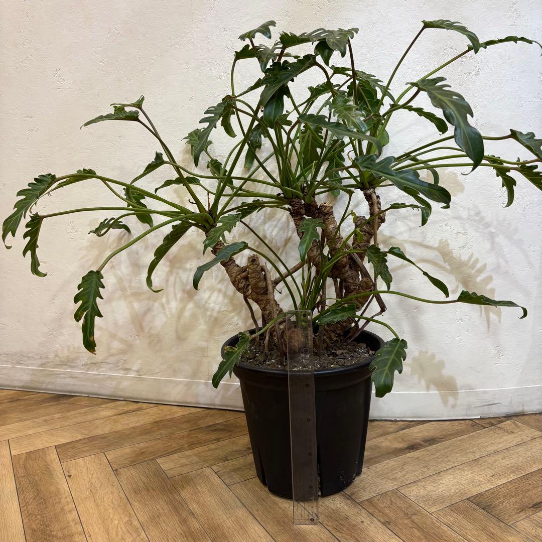 【大株美形】フィロデンドロン　クッカバラ　根上がり