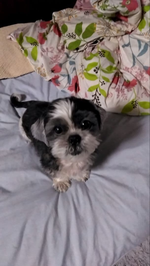 シーズー犬