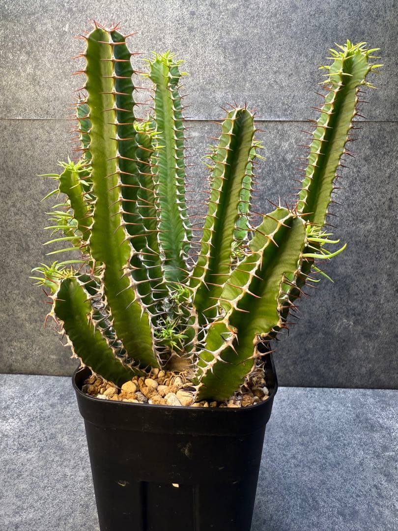 ユーフォルビア　ムランジーナ　実生　339