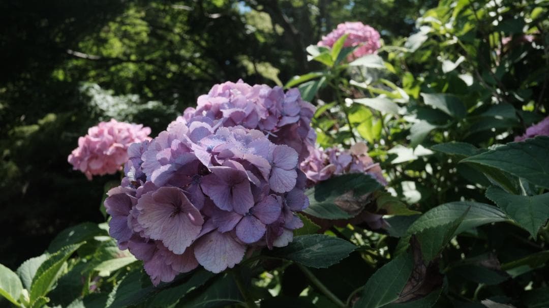 FUJIFILM XF18ｍｍＦ2Ｒ 単焦点レンズ （訳アリ）