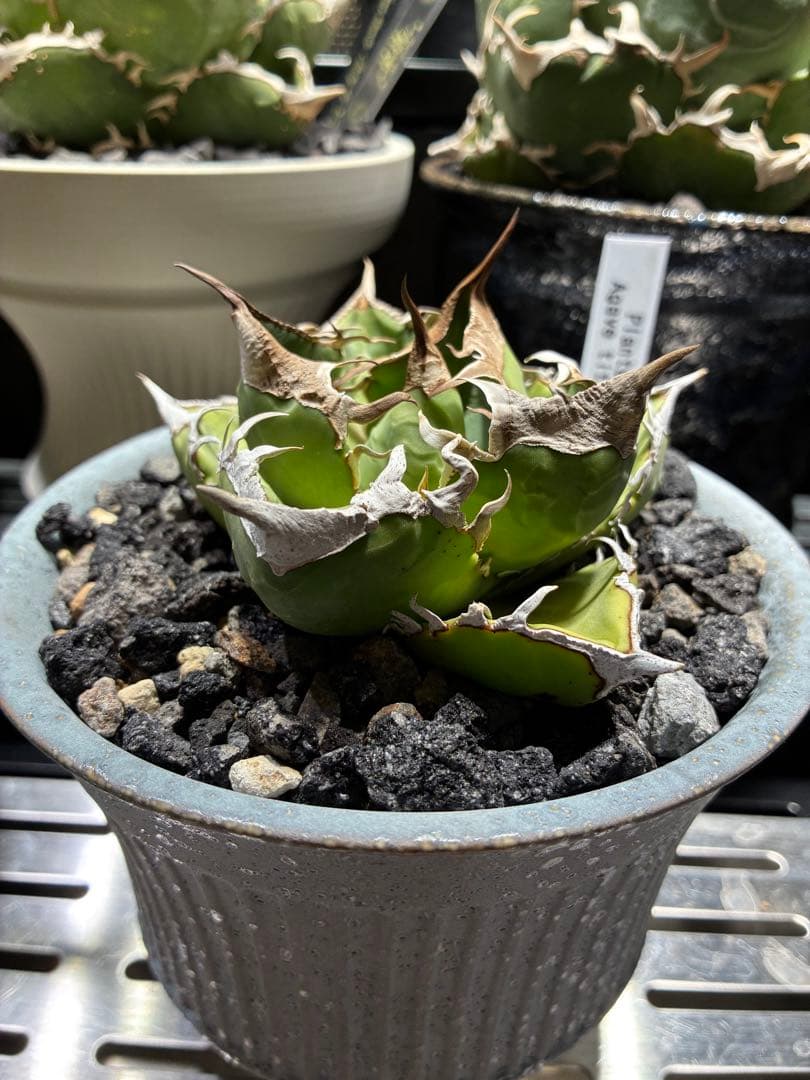 鉢付き　極上SAD 強鋸歯　南アフリカダイヤモンド　タグ付き