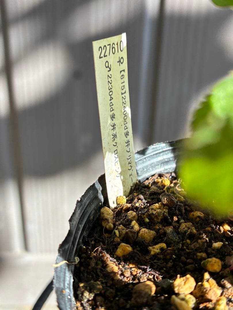 ♡開花中♡クリスマスローズ小輪ホワイト多弁