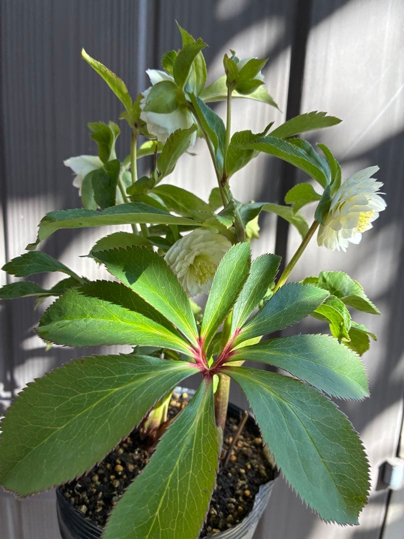 ♡開花中♡クリスマスローズ小輪ホワイト多弁