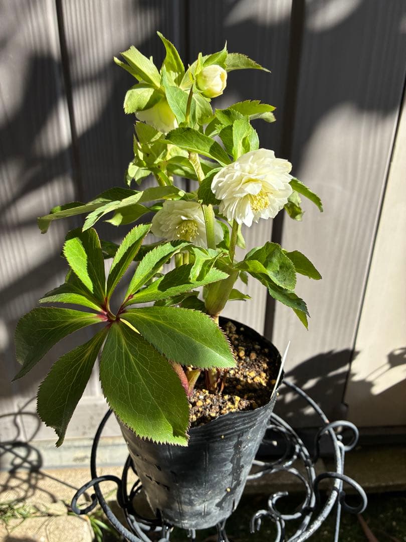 ♡開花中♡クリスマスローズ小輪ホワイト多弁